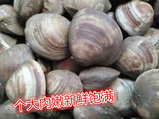 连云港海鲜大揭秘：鲜活贝类，吃货们的终极诱惑！