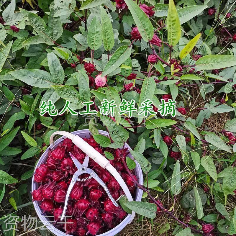 广西红桃K洛神花：自然馈赠的美味，健康养生的秘密武器！