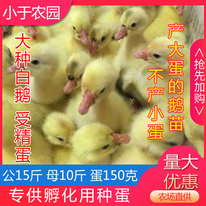 现捡现发新鲜皖西鹅受精种蛋，四季鹅蛋三花鹅蒲三鹅受精蛋顺丰包邮，孵化新生命的奇妙旅程！