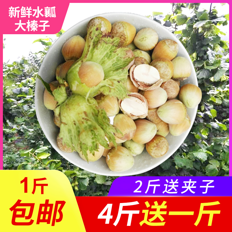 东北铁岭新鲜青皮榛子：大自然的馈赠，一口咬下全是幸福感！榛子控必囤！