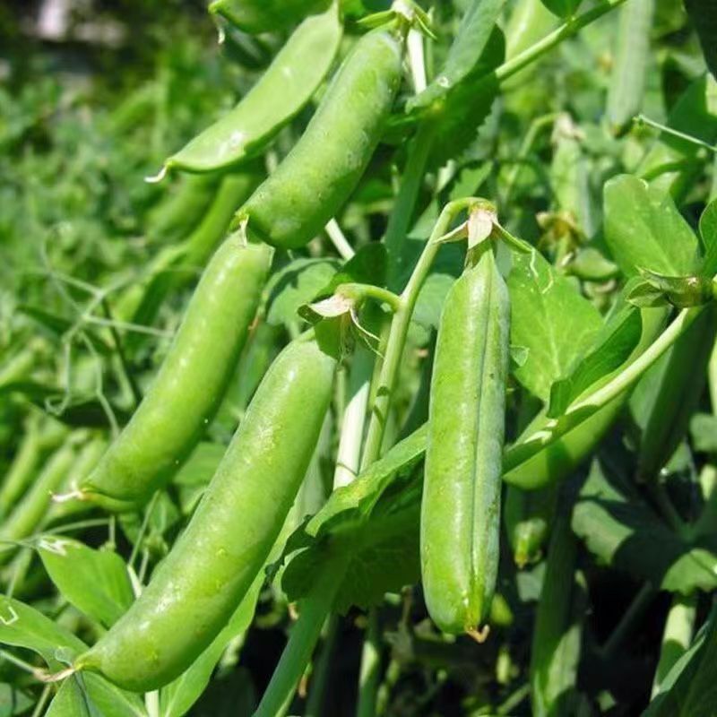 B&amp;BEda Mame沙发：豌豆荚造型，打造客厅新风尚