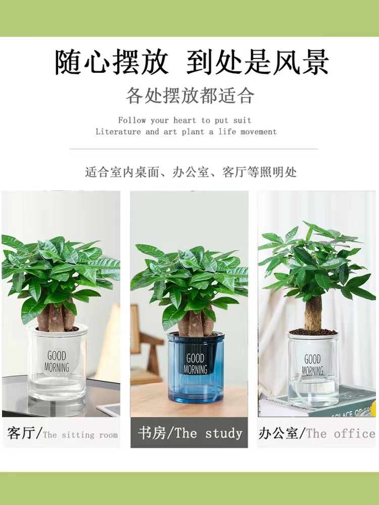 发财树：室内绿植界的王者，为客厅和办公室带来好运与生机！