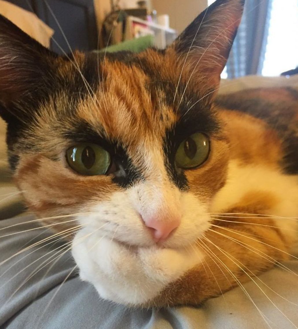 两年魂游马拉松 只为纪念喵星人！