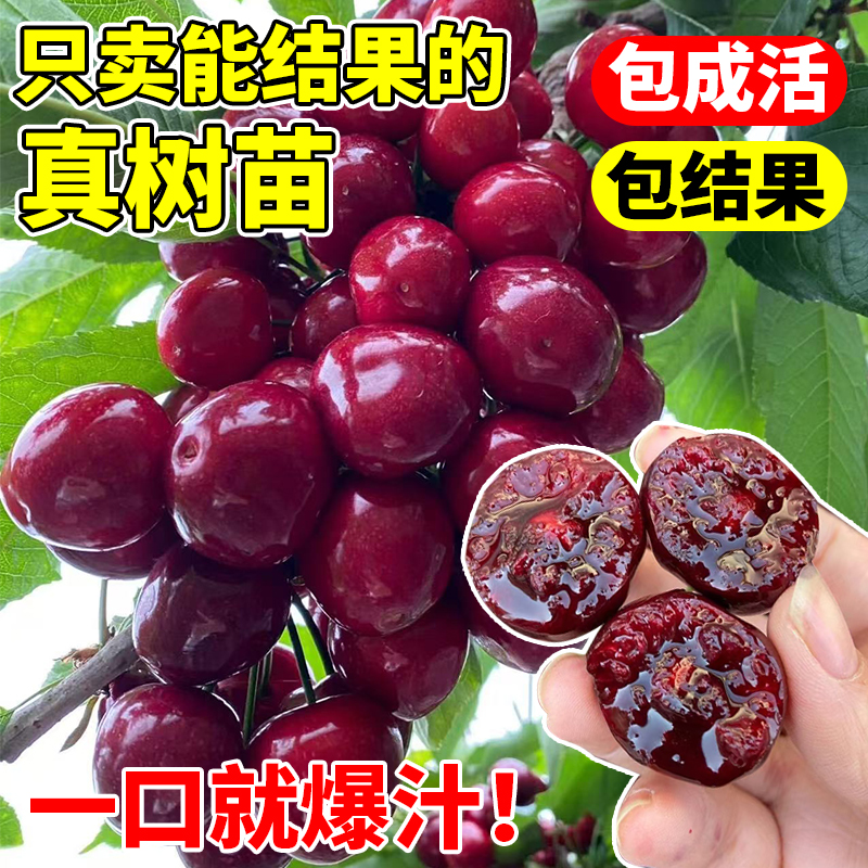 车厘子树苗：南方北方都能种的庭院果树盆栽大樱桃矮化版！