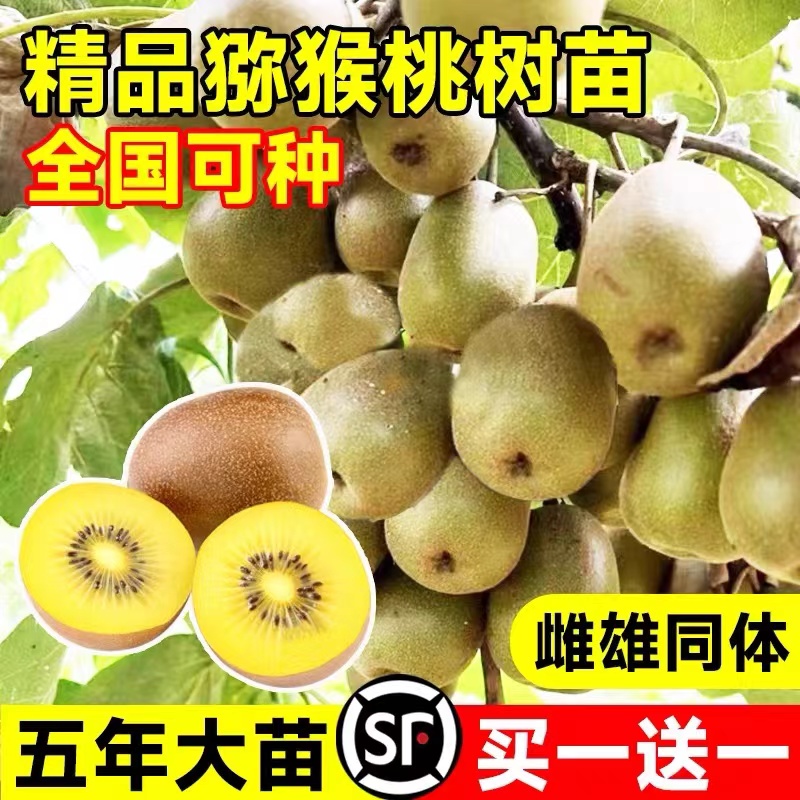 果树高效栽培技术轻松学：百香果、猕猴桃、蓝莓、红心黄心火龙果种植全攻略