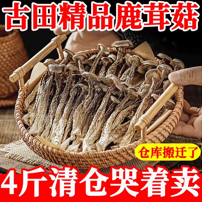鹿茸菇菌种最正宗的产地，小白必看，绝绝子的种植指南！