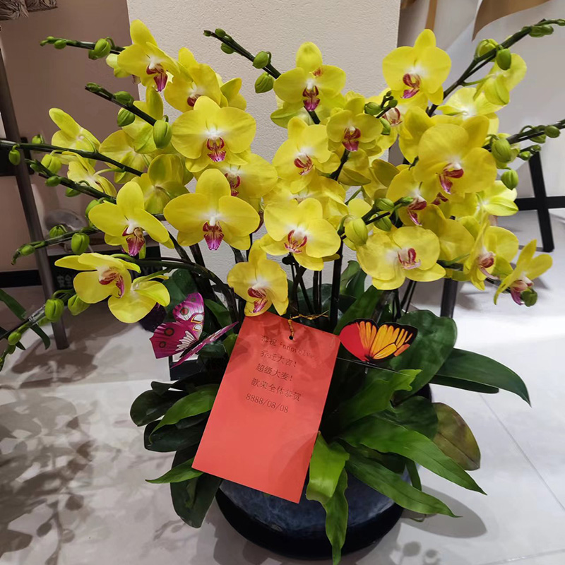 黄色蝴蝶兰盆栽：办公室客厅必备的优雅绿植
