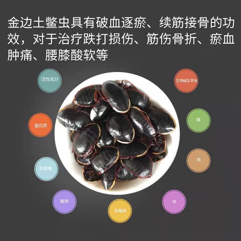 金边土元虫幼苗真的能接骨？活体种苗测评！中药材界的“神兽”来了