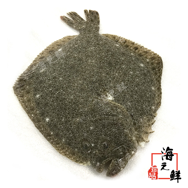 【顺丰包邮】新鲜多宝鱼：解锁海鲜美食新境界，鲜活冷冻比目鱼蝶鱼海鱼大赏！