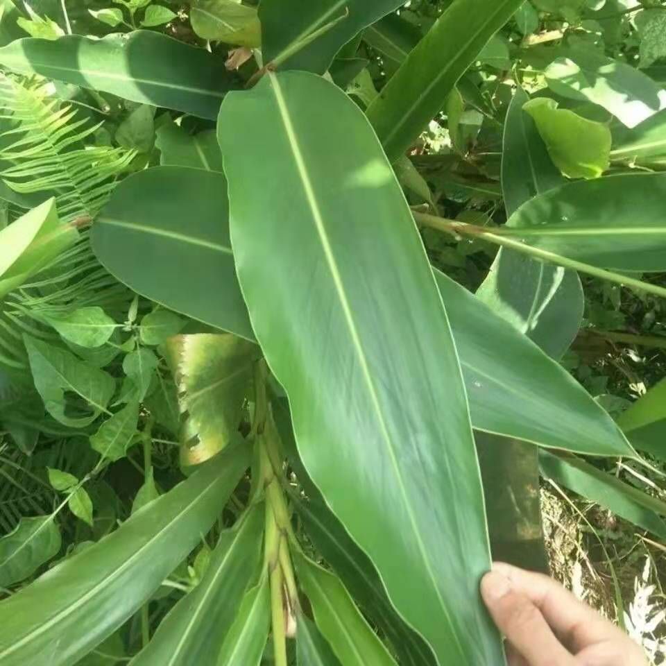 年糕叶粿叶糯米斋月桃叶，10张仅售3元，包粽子蒸年糕必备神器