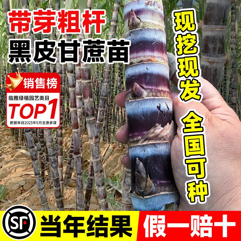 广西黄金甘蔗太绝了！甜到爆汁！这波不买亏哭！