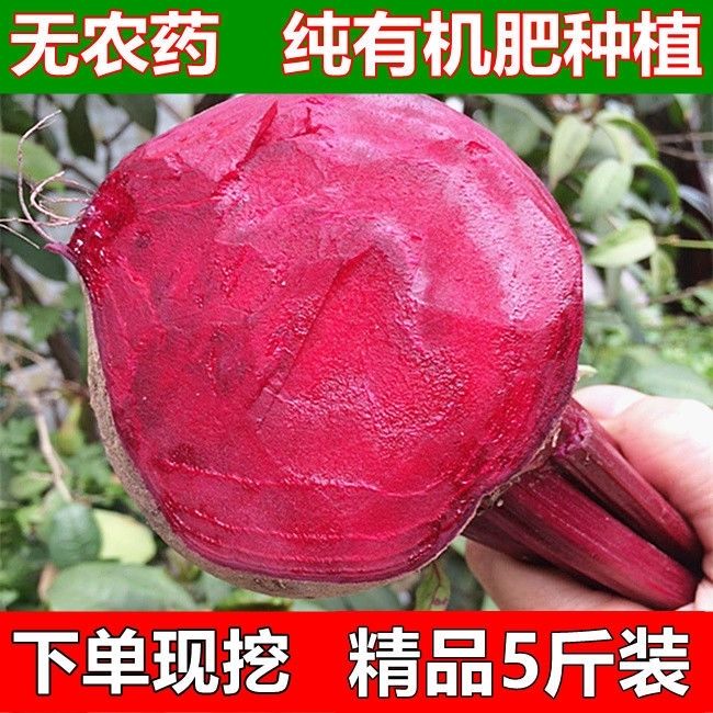 2024年新鲜现挖红甜菜根，有机肥种植的健康宝藏，5斤装包邮，你还在等什么？
