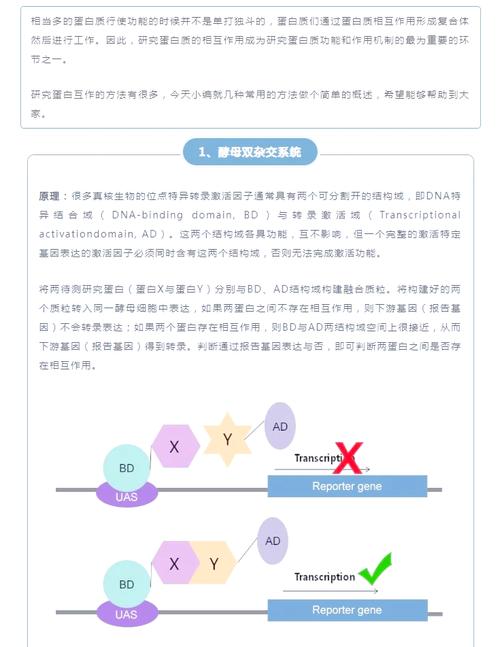 ppi数据库,探索蛋白质互作世界的钥匙