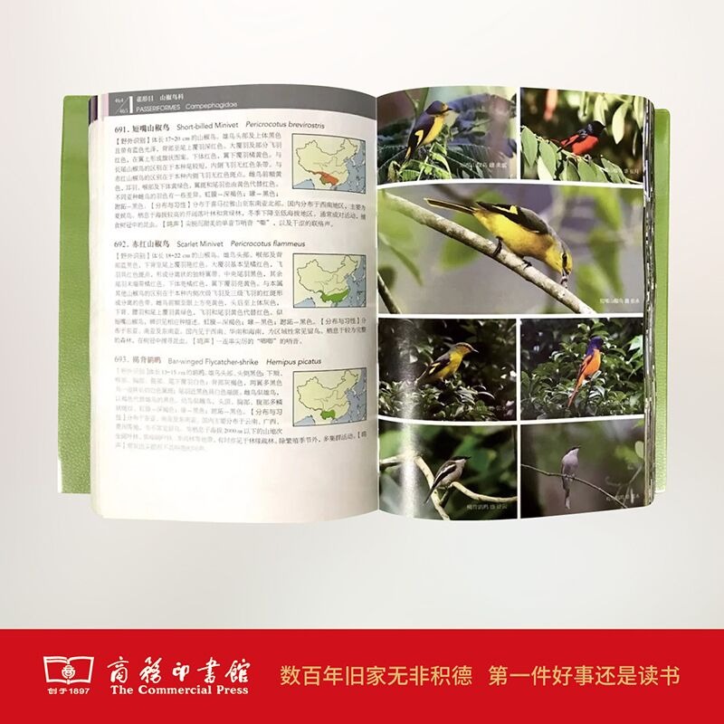 观鸟小白必看！当当网《中国鸟类观察手册》真的太香了！手残党也能变鸟类专家