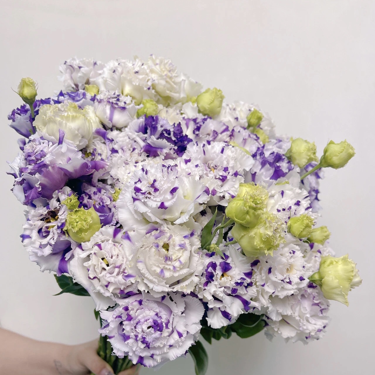 洋桔梗花苗：四季开花的秘密武器，阳台庭院的美丽守护者！