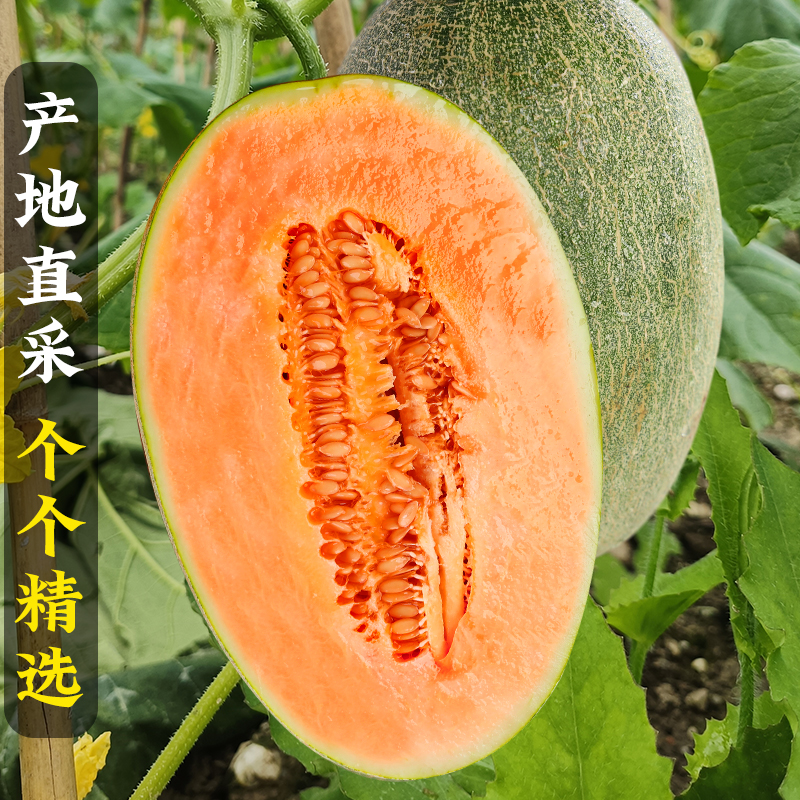 新鲜哈密瓜来袭！孕妇友好，农家自产，一箱甜到心坎里！