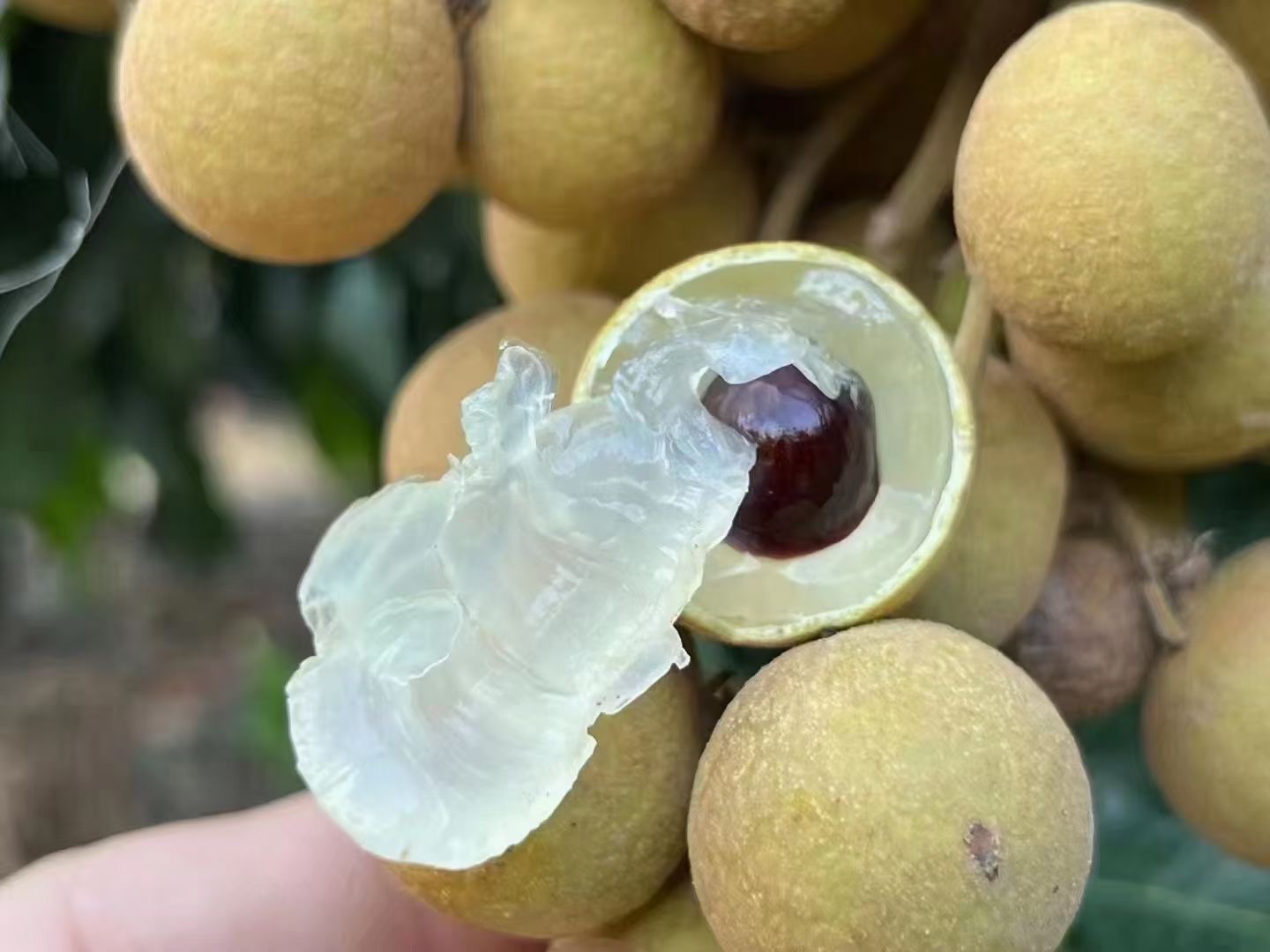 顺丰直送！海南三亚新鲜石硖龙眼，甜蜜直达你的味蕾