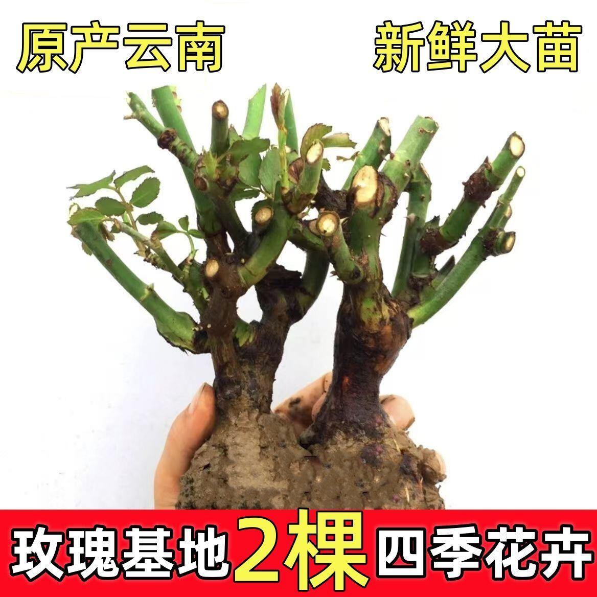 大红色玫瑰花苗盆栽：老桩卡罗拉的浪漫秘密，阳台庭院的芬芳奇迹！