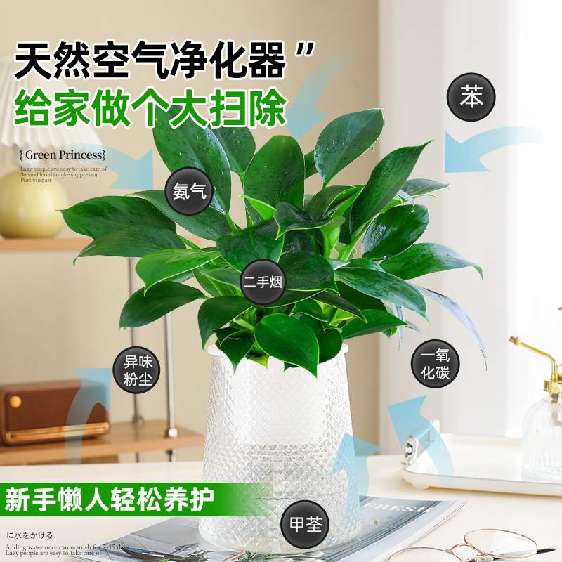 大叶金钻绿公主：室内绿植界的吸甲醛小能手，旺宅必备神器！