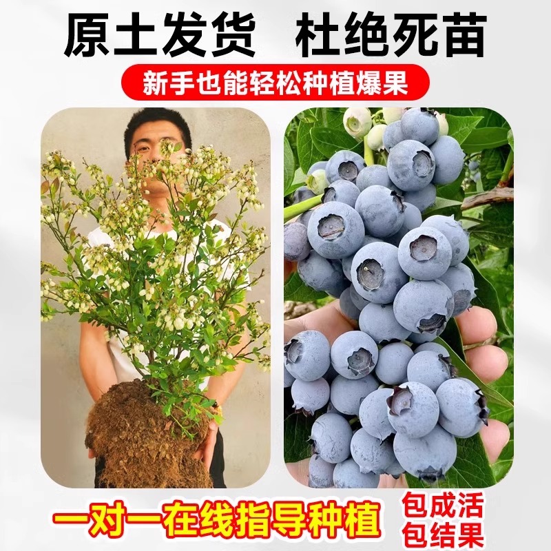 蓝莓树几年结果，寿命有多长？