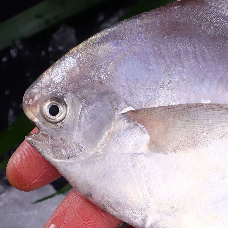 1斤大鲳鱼：东海特大平鱼的鲜美奥秘，新鲜白鲳鱼与冷冻海鲜的全面解析！