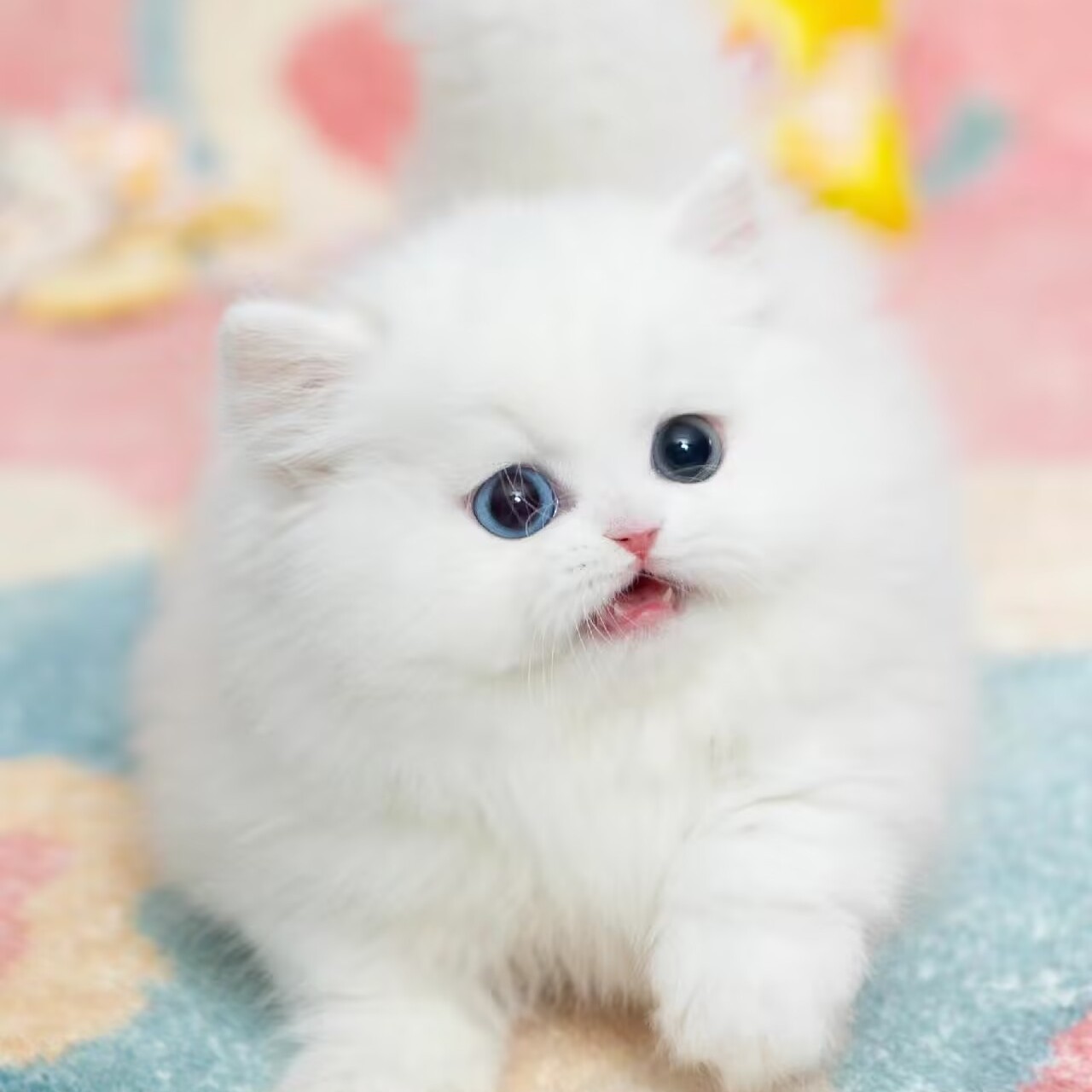 【四川猫舍】金吉拉纯种幼猫，遇见你的&ldquo;拿破仑&rdquo;矮脚萌宠