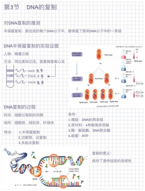 嗜血DNA,什么是嗜血DNA