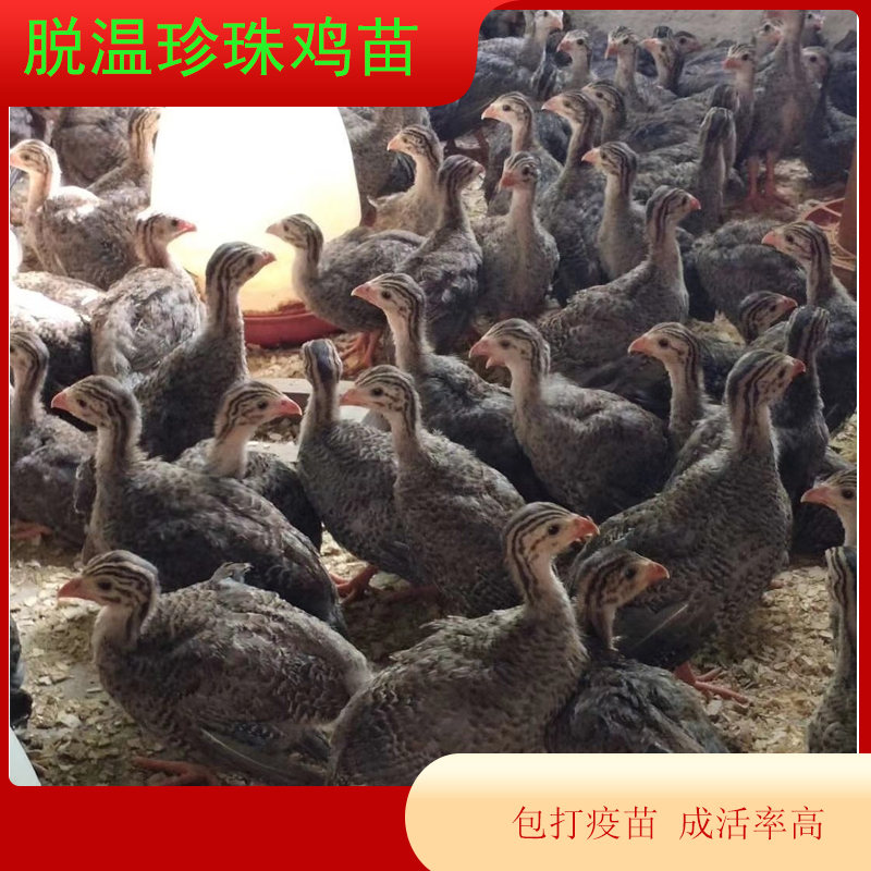 珍珠鸡活苗脱温散养青年珍珠鸡半斤观赏宠物鸡土鸡活苗零售，打造你的私人动物园！✨
