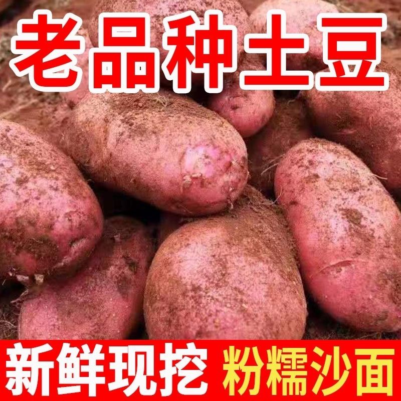 云南本地红皮黄心土豆：农家自留高产老品种，催芽马铃薯种的秘密大揭秘！