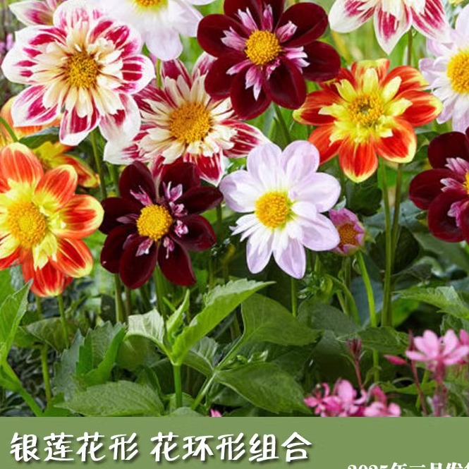 现货贝拉园艺2025年荷兰进口大丽花种球满百包邮，春天种下你的浪漫花园梦！