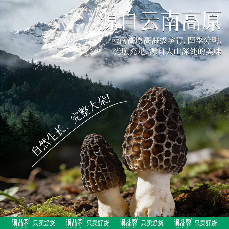山客羊肚菌如何成为2026年热门养生选择？