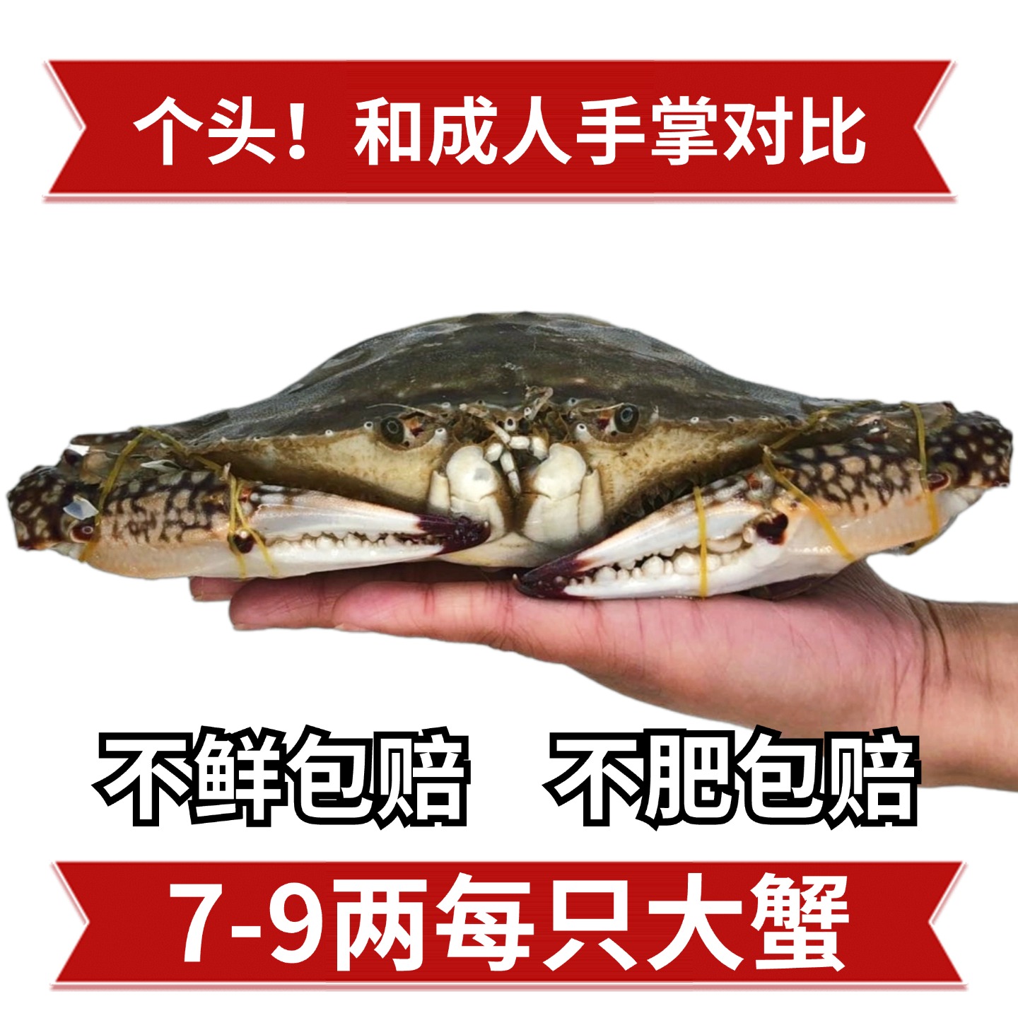 舟山全母梭子蟹：鲜活特大冷冻野生大螃蟹，顺丰速递，尝鲜不等待！