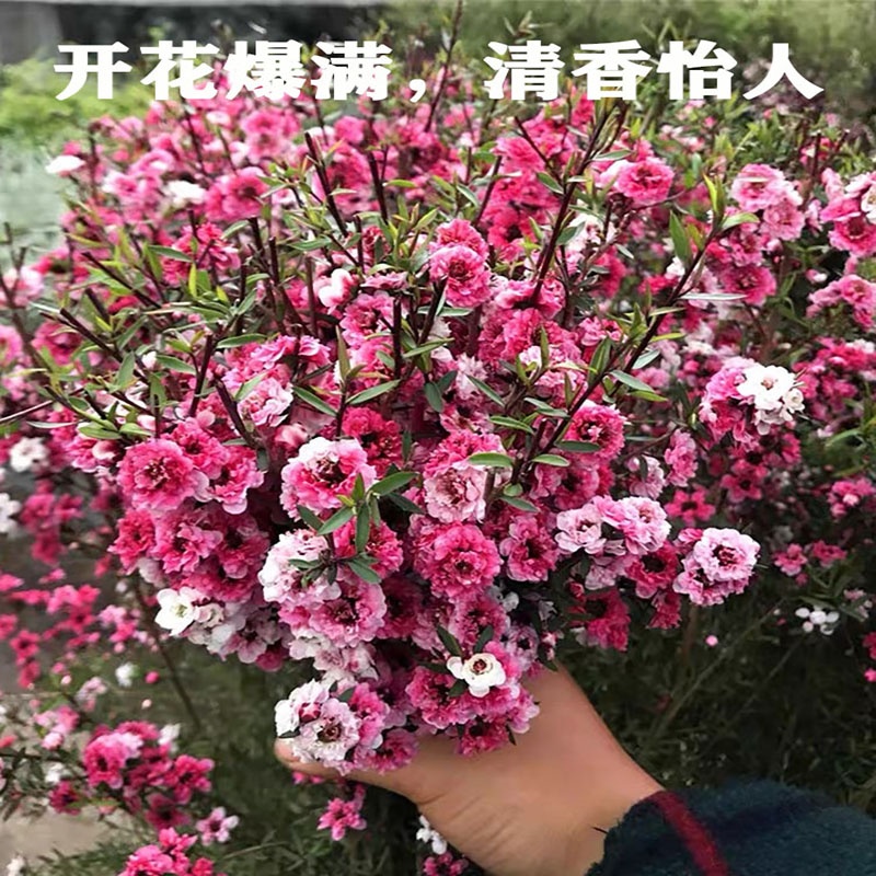 松红梅盆栽：澳洲雪梅花，秋冬家居装饰新宠