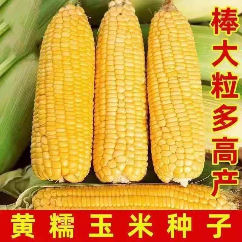 正宗东北黄糯玉米种子：黄金甜粘糯，高产粘掉牙，非转基因种植新选择！