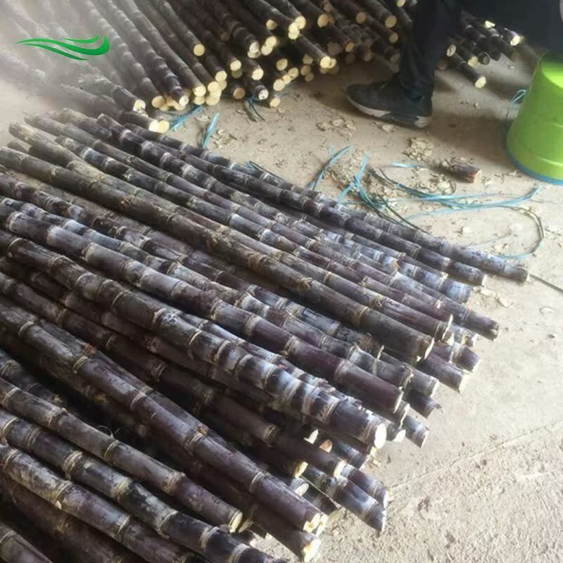 海南三亚2整根黑皮甘蔗：甜蜜的当季应季水果，结婚搬家新居喜事必备！