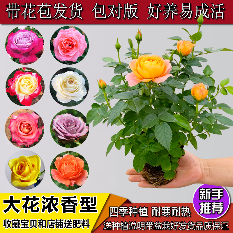 阳台微型月季玫瑰花苗：庭院好养四季开花的浓香花卉植物盆栽绿植攻略