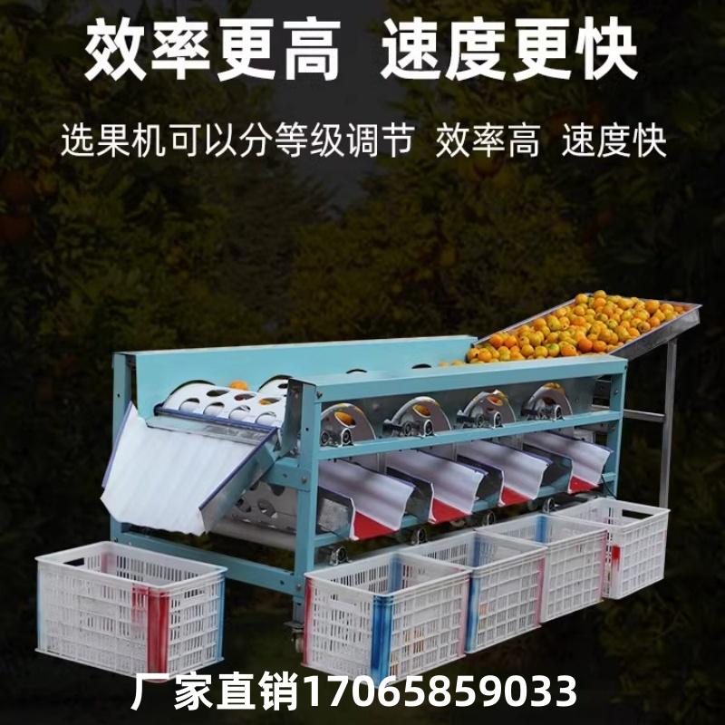 柑橘选果机新款水果分选机：如何高效筛选出最优质的柑橘？