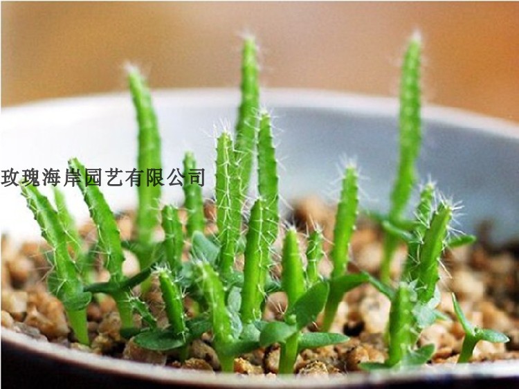 红心火龙果籽发芽了还能吃吗？