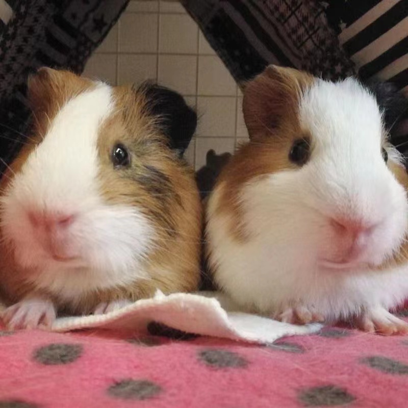 荷兰猪活物已打疫苗：加州泰迪卷毛英短黑鼻短逆长顺毛无毛河马豚鼠大揭秘！