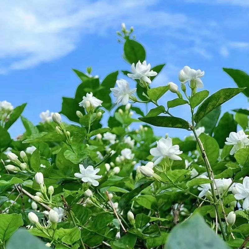 广西横县小花茉莉纯露：250ml天然补水，唤醒肌肤活力