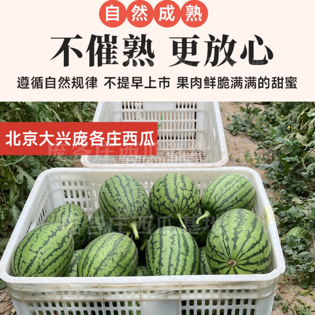 正宗大兴庞各庄小西瓜L600：夏日甜蜜暴击，一口爆汁的袖珍吊瓜来袭！