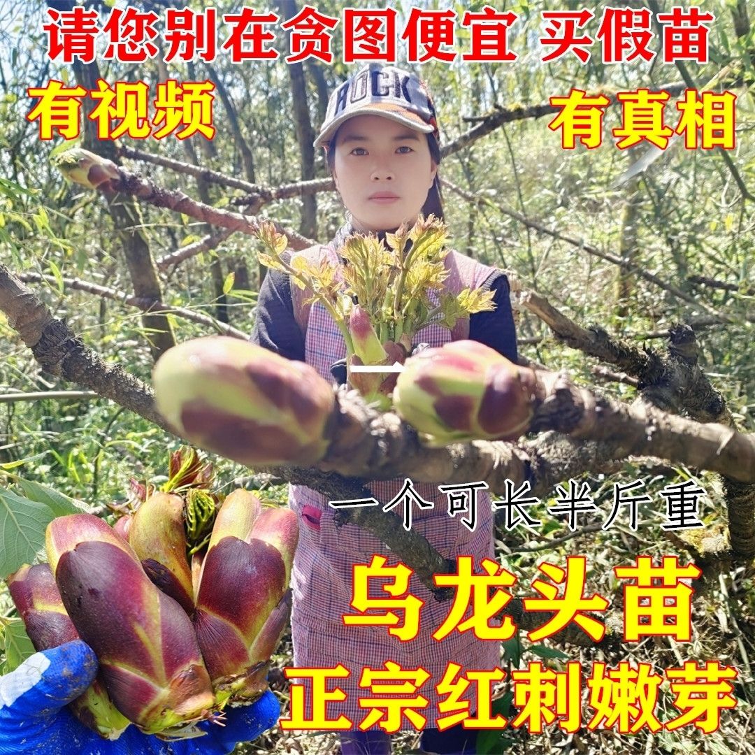 红刺嫩芽树苗：庭院里的绿色宝藏，养生盆栽新宠！✨