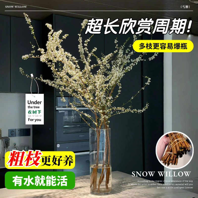 雪柳&amp;龙柳：室内水培花卉的梦幻组合，打造你的绿色氧吧！
