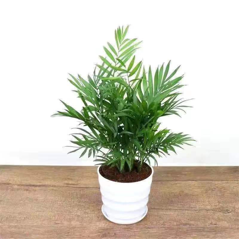 凤尾竹盆栽：打造四季常青的庭院观赏植物，室内水养新风尚！