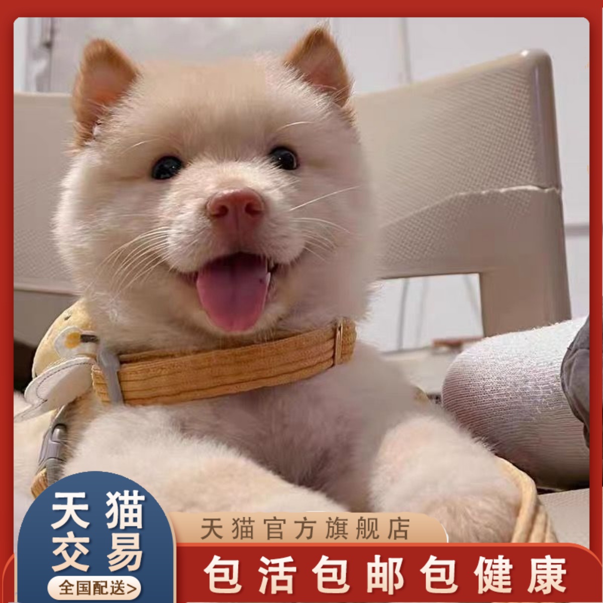 广西土松犬幼犬：中国纯种狗界的萌宠新星