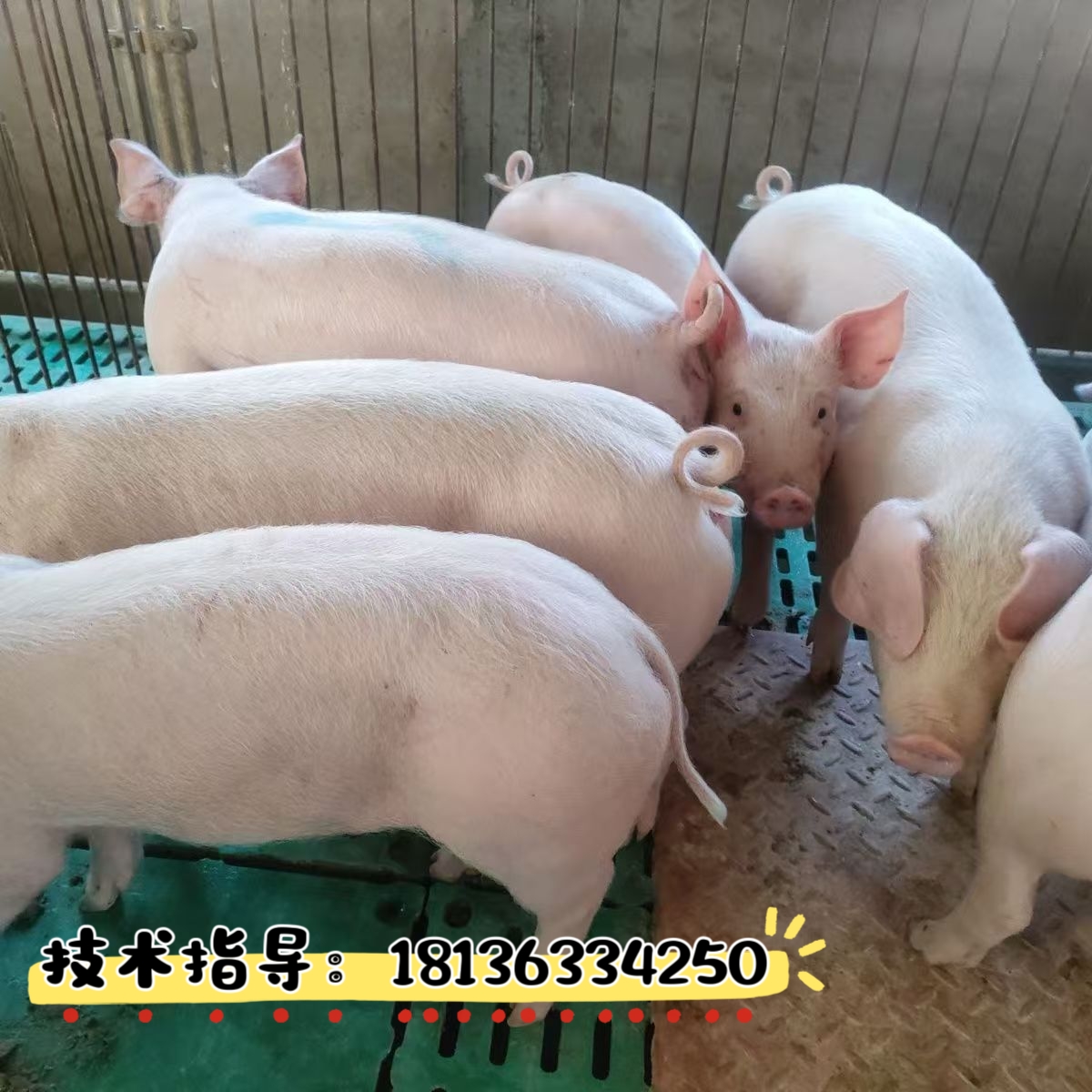 长白猪仔纯种二元外三元育肥种猪小猪仔包活猪家幼崽苗小猪仔活体：养猪新手必看的全面指南！