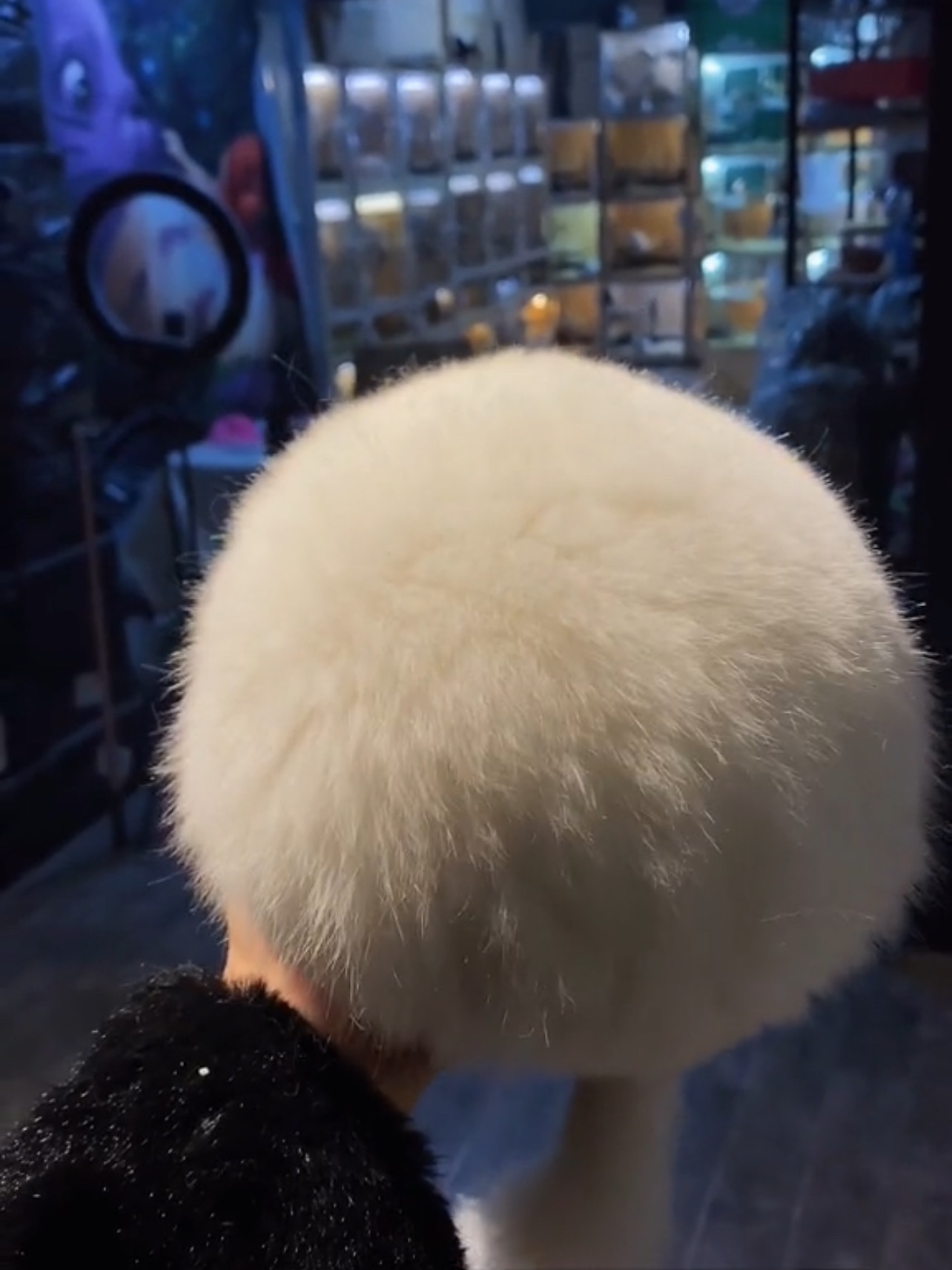 成都龙猫：9年老店，每月70+只长毛龙猫等你来选！绒绒可爱，萌化人心