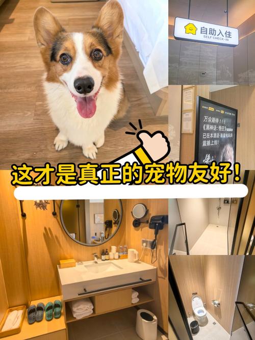 Pet Hotel,宠物界的安缦酒店——北京乐芮宠物酒店体验记