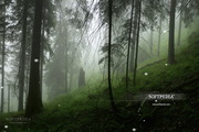 Animated Snow Wallpaper1.6.1