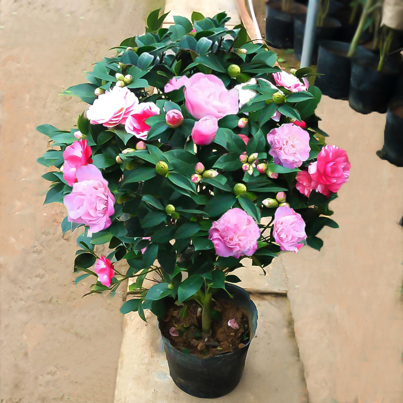 五色赤丹茶花盆栽：四季花开，室内室外皆宜的香妃茶花✨